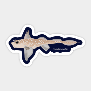 Spotted ratfish- Hydrolagus colliei Sticker